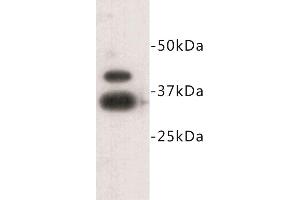 Western Blotting (WB) image for anti-Zinc Finger Protein 42 (ZFP42) (C-Term) antibody (ABIN1855004) (ZFP42 Antikörper  (C-Term))