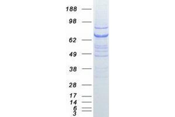 VPS33B Protein (Myc-DYKDDDDK Tag)