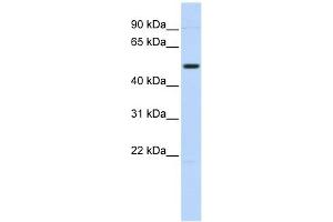 TRIM55 antibody used at 1 ug/ml to detect target protein. (TRIM55 Antikörper  (N-Term))