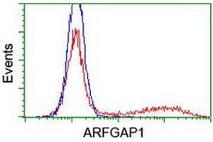 Image no. 1 for anti-ADP-Ribosylation Factor GTPase Activating Protein 1 (ARFGAP1) antibody (ABIN1496681) (ARFGAP1 Antikörper)