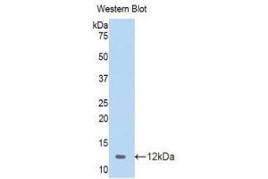 Western Blotting (WB) image for anti-Chemokine (C-C Motif) Ligand 4 (CCL4) (AA 24-92) antibody (ABIN1859832) (CCL4 Antikörper  (AA 24-92))