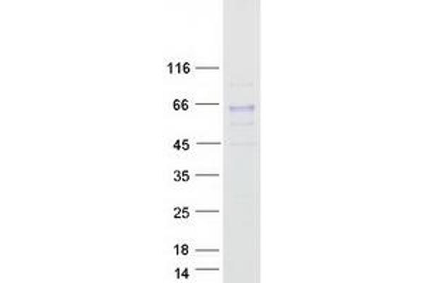 GALNT2 Protein (Myc-DYKDDDDK Tag)