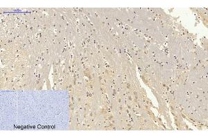 Immunohistochemical analysis of paraffin-embedded mouse brain tissue. (Lamin B1 Antikörper  (N-Term))