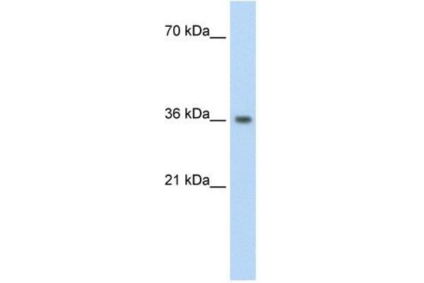 PHYHIP Antikörper  (N-Term)