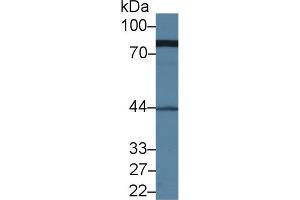 Western blot analysis of Human Serum, using Human MRE11A Antibody (1 µg/ml) and HRP-conjugated Goat Anti-Rabbit antibody ( (Mre11 Antikörper  (AA 375-609))