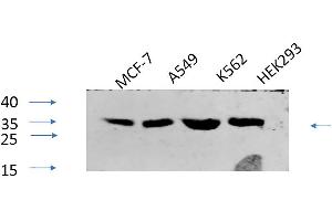 Western Blot analysis of MCF-7 (1), A549 (2), K562 (3), HEK293 (4), diluted at 1:1000. (CREB1 Antikörper  (pSer133))