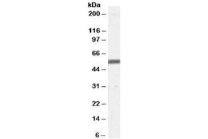 Western blot testing of human skin lysate with ZMPSTE24 antibody at 0. (ZMPSTE24 Antikörper)