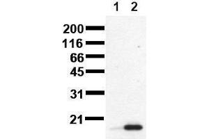 Western Blotting (WB) image for anti-Tumor Protein P53 (TP53) (phosphorylated) antibody (ABIN126847) (p53 Antikörper  (phosphorylated))