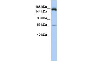 Western Blotting (WB) image for anti-Regulation of Nuclear Pre-mRNA Domain Containing 2 (RPRD2) antibody (ABIN2459862) (RPRD2 Antikörper)