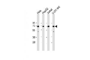 Western Blot at 1:1000 dilution Lane 1: Hela whole cell lysate Lane 2: HepG2 whole cell lysate Lane 3: Jurkat whole cell lysate Lane 4: U-251 MG whole cell lysate Lysates/proteins at 20 ug per lane. (FUBP1 Antikörper  (AA 240-268))