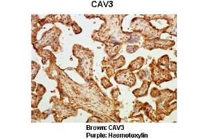 Sample Type :  Human placental tissue   Primary Antibody Dilution :   1:50  Secondary Antibody :  Goat anti rabbit-HRP   Secondary Antibody Dilution :   1:10,000  Color/Signal Descriptions :  Brown: CAV3 Purple: Haemotoxylin  Gene Name :  CAV3  Submitted by :  Dr. (Caveolin 3 Antikörper  (N-Term))
