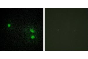 Peptide - +Immunofluorescence analysis of HeLa cells, using Histone H2B antibody. (Histone H2B Antikörper)