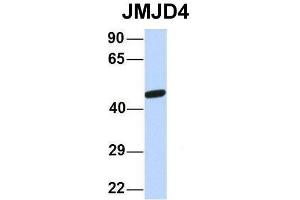 Host:  Rabbit  Target Name:  JMJD4  Sample Type:  Human 721_B  Antibody Dilution:  1. (JMJD4 Antikörper  (N-Term))