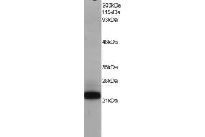 Western Blotting (WB) image for anti-MYC Associated Factor X (MAX) (C-Term) antibody (ABIN2465247) (MAX Antikörper  (C-Term))