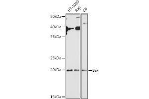 Western Blotting (WB) image for anti-BCL2-Associated X Protein (BAX) (AA 1-100) antibody (ABIN3020683)