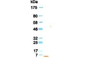 Western Blotting (WB) image for anti-Epidermal Growth Factor (EGF) antibody (ABIN933589) (EGF Antikörper)