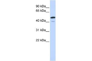 WB Suggested Anti-SPATA2L Antibody Titration: 0. (SPATA2L Antikörper  (Middle Region))