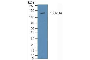 Detection of ITGa2 in Porcine Stomach Tissue using Polyclonal Antibody to Integrin Alpha 2 (ITGa2) (ITGA2 Antikörper  (AA 170-361))