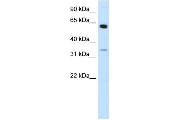 ZNF609 Antikörper  (N-Term)
