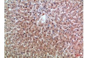 Immunohistochemical analysis of paraffin-embedded Human-liver, antibody was diluted at 1:100 (Epiregulin Antikörper  (AA 71-120))