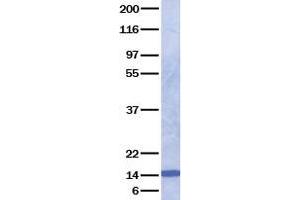 Validation with Western Blot (Neurotrophin 4 Protein (NTF4))