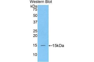Western Blotting (WB) image for anti-Caspase 3 (CASP3) (AA 183-277) antibody (Biotin) (ABIN1173315) (Caspase 3 Antikörper  (AA 183-277) (Biotin))