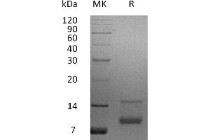 Greater than 95 % as determined by reducing SDS-PAGE. (IGF1 Protein)