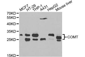 Western blot analysis of extracts of various cell lines, using COMT antibody (ABIN5970617) at 1/1000 dilution. (COMT Antikörper)