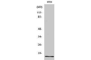 Western Blotting (WB) image for anti-Insulin-Like 4 (Placenta) (INSL4) (Internal Region) antibody (ABIN6280325) (INSL4 Antikörper  (Internal Region))