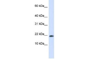 Western Blotting (WB) image for anti-GABA(A) Receptor-Associated Protein-Like 2 (GABARAPL2) antibody (ABIN2459524) (GABARAPL2 Antikörper)