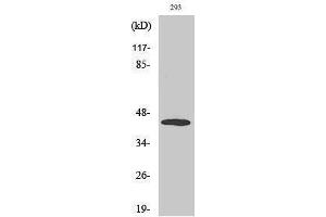 Western Blotting (WB) image for anti-Mitogen-Activated Protein Kinase Kinase 4 (MAP2K4) (pThr261) antibody (ABIN3182071) (MAP2K4 Antikörper  (pThr261))