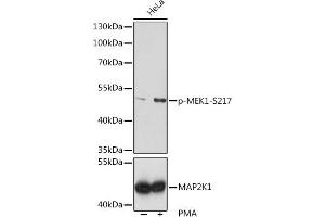 Western blot analysis of extracts of HeLa cells, using Phospho-MEK1-S217 pAb  at 1:1000 dilution or MEK1 antibody (ABIN6134386, ABIN6143481, ABIN6143482 and ABIN7101408). (MEK1 Antikörper  (pSer217))
