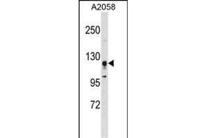 STK31 Antibody (F47) (ABIN391358 and ABIN2841378) western blot analysis in  cell line lysates (35 μg/lane). (STK31 Antikörper  (N-Term))