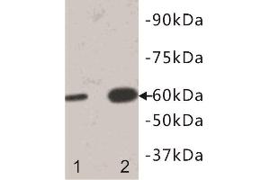 Western Blotting (WB) image for anti-Interleukin 13 Receptor, alpha 1 (IL13RA1) antibody (ABIN1854925) (IL13 Receptor alpha 1 Antikörper)