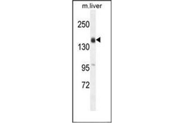 OTOA Antikörper  (N-Term)