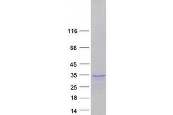 SOX21 Protein (Myc-DYKDDDDK Tag)