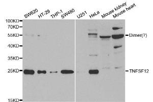 Western Blotting (WB) image for anti-Tumor Necrosis Factor (Ligand) Superfamily, Member 12 (TNFSF12) antibody (ABIN1876860) (TWEAK Antikörper)