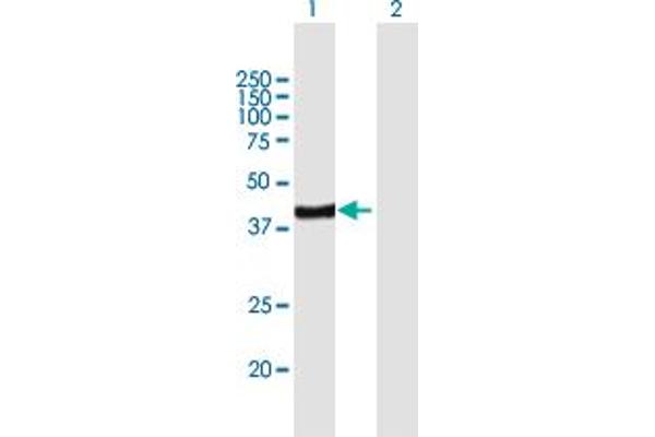 ARFIP2 Antikörper  (AA 1-341)