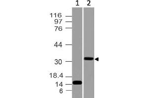 Image no. 1 for anti-CD274 (PD-L1) (AA 18-227) antibody (ABIN5027433) (PD-L1 Antikörper  (AA 18-227))
