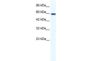 Western Blotting (WB) image for anti-DEAD (Asp-Glu-Ala-Asp) Box Polypeptide 5 (DDX5) antibody (ABIN2461340) (DDX5 Antikörper)