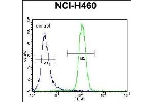 LETM2 Antibody (N-term) (ABIN656294 and ABIN2845601) flow cytometric analysis of NCI- cells (right histogram) compared to a negative control cell (left histogram). (LETM2 Antikörper  (N-Term))