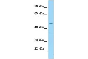 Host: Rabbit Target Name: Tank Antibody Dilution: 1. (TANK Antikörper  (N-Term))