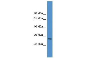 CD8A antibody used at 0. (CD8 alpha Antikörper  (Middle Region))