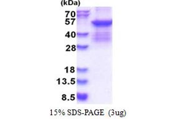 SERPINC1 Protein (AA 33-464) (His tag)