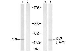 Western blot analysis of extract from HT-29 cell untreated or treated with Doxorubicin (1mM, 30min), using p53 (Ab-37) Antibody (E021089, Lane 1 and 2) and p53 (phospho-Ser37) antibody (E011098, Lane 3 and 4). (p53 Antikörper  (pSer37))