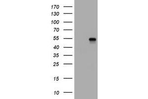 Image no. 1 for anti-CD4 (CD4) antibody (ABIN1497303) (CD4 Antikörper)