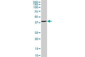 ACTB monoclonal antibody (M01A), clone 3G4-F9. (beta Actin Antikörper  (AA 1-375))