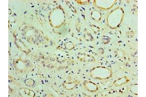 Immunohistochemistry of paraffin-embedded human adrenal gland tissue using ABIN7159923 at dilution of 1:100 (CHCHD4 Antikörper  (AA 1-142))