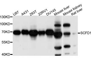 Western blot analysis of extracts of various cell lines, using SCFD1 antibody. (SCFD1 Antikörper)