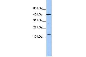 LOC727817 antibody used at 0. (LOC727817 Antikörper  (N-Term))